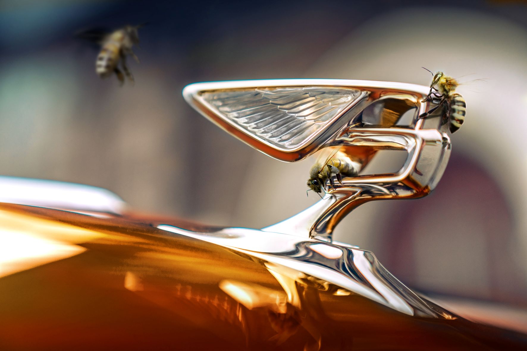 • EXTRAORDINARY BENTLEY BEES REFLECT THE COMPANY’S OUTSTANDING SUCCESSES THIS YEAR WITH RECORD HONEY HARVEST OF AN ESTIMATED 1,000 JARS
